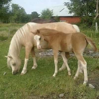 Inlägg 1 av Welshponny