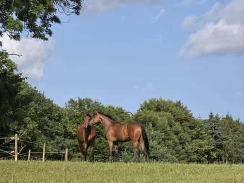 Bild av Finn dressurhester av topp kvalitet med vår hjelp 