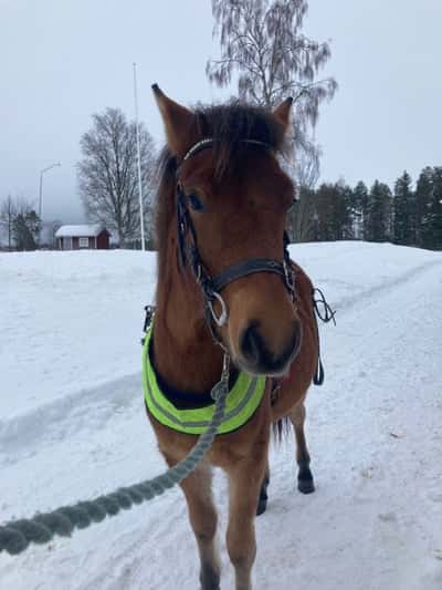 Inlägg 20 av Ponnytrav med titeln Panthis