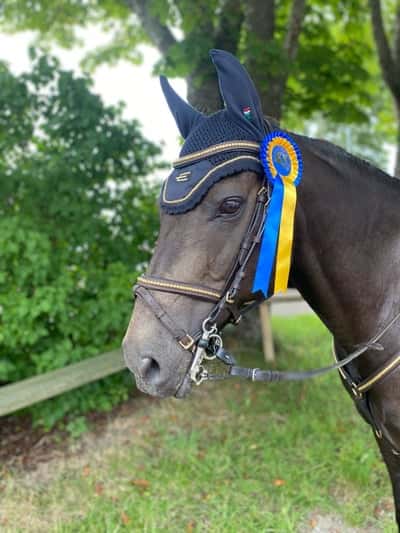 Post 297 of Show jumping with title Våran tävlingsdebut