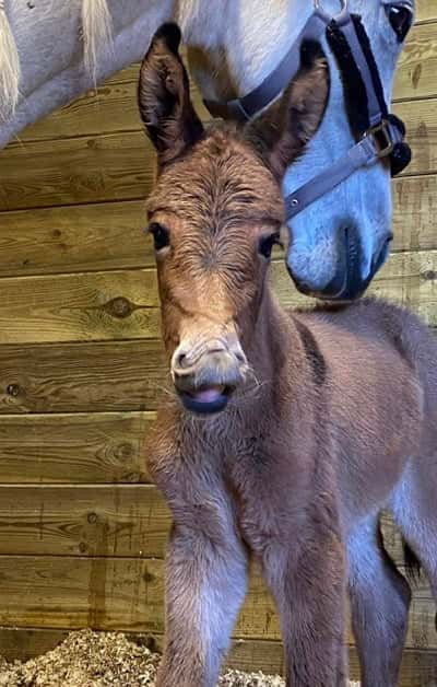 Inlägg 8 av Mula med titeln Prins Bruno ❤️