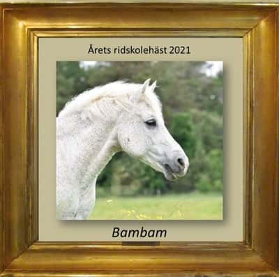 Inlägg 5 av American Curly med titeln Årets ridskolehäst