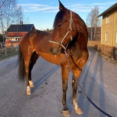 I will survive(wille)