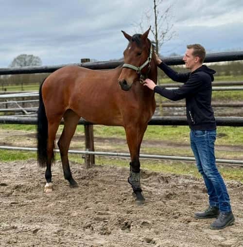 Bild av Ett mycket lovande, oinriden 3-årigt sto med fantastisk karaktär