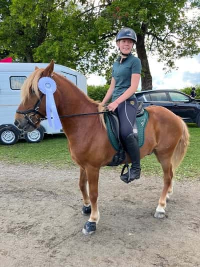 Inlägg 23 av Island