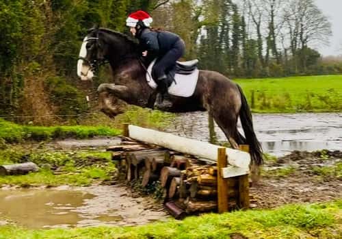 Bild av Charles – trygg, snäll och genuin valack!