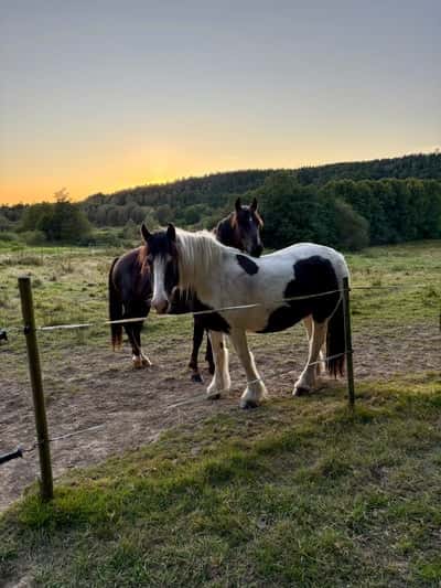 Inlägg 16 av Unghäst med titeln 💛🌅 💛