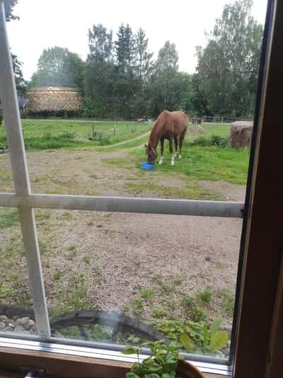 Inlägg 23 av Stambok KWPN med titeln Häst i trädgården 