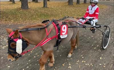 Inlägg 73 av Ponnytrav med titeln 5-årsmästerskapet💪❤️