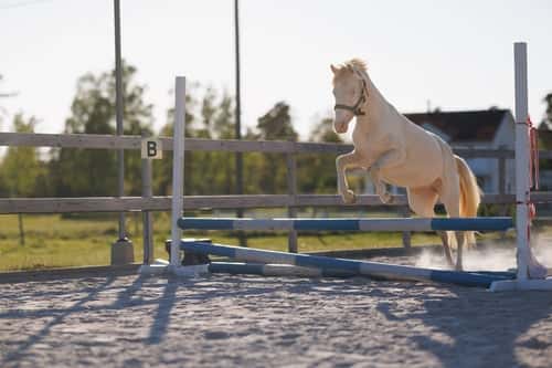 Bild av Framtidsponny med ovanligt färganlag