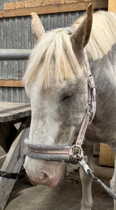 Inlägg 20 av Irländsk ridponny med titeln Djupvågsmassage är skönt ❤️