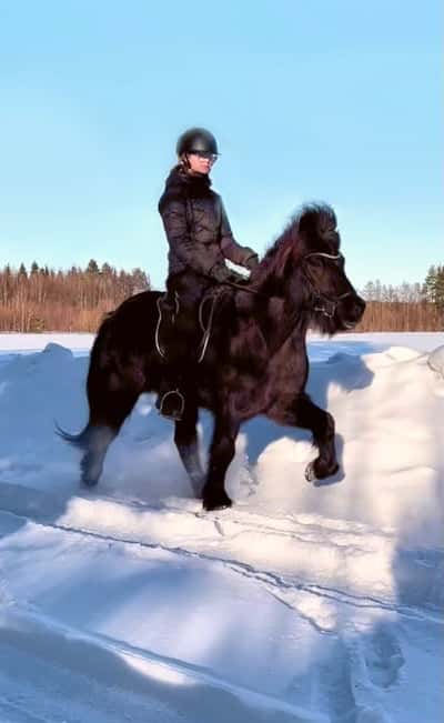 Inlägg 10 av Island med titeln Fantastiska häst!❤️‍🔥
