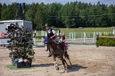 Post 268 of Show jumping with title Fröken 