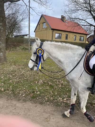 Inlägg 18 av Frihetsdressyr med titeln 1:a placering den 29 mars