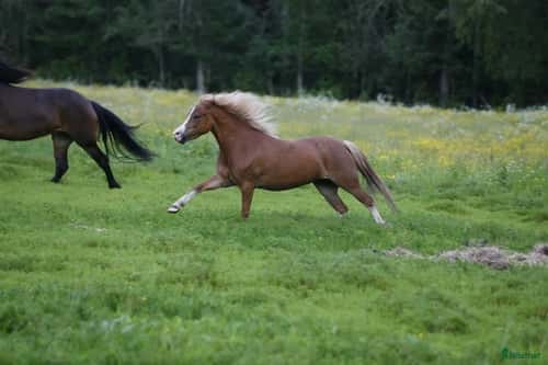 Image of Welshsto med utstrålning lämplig för alla
