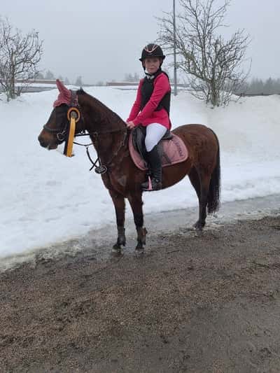 Post 118 of Show jumping