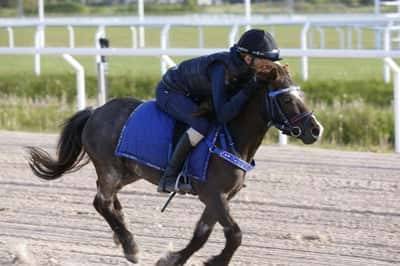 Inlägg 7 av Welsh Mountain med titeln Ponnygalopp 
