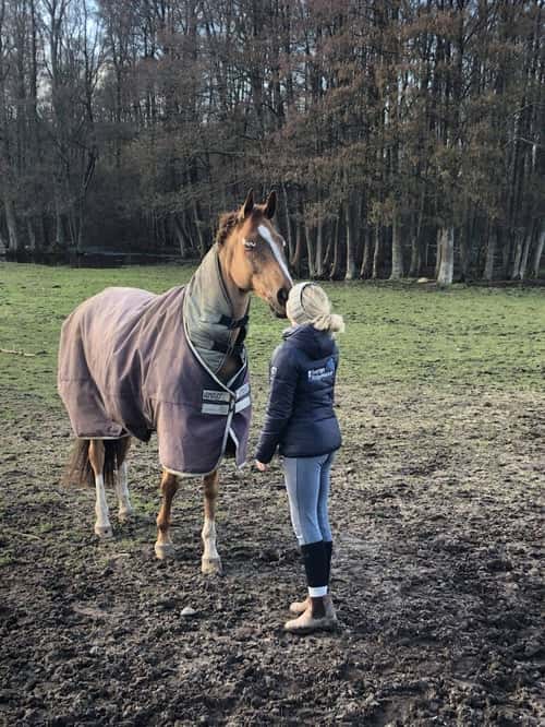 Bild av Sällskapshäst/promenadridning