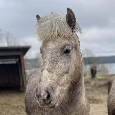 Elektra från Sjölyckan