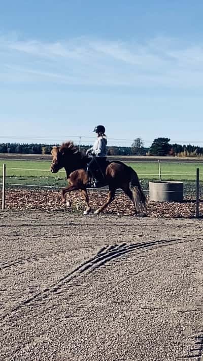 Björk från Kåltorp