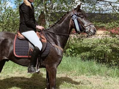 Post 416 of Show jumping with title Tävlingsdebut