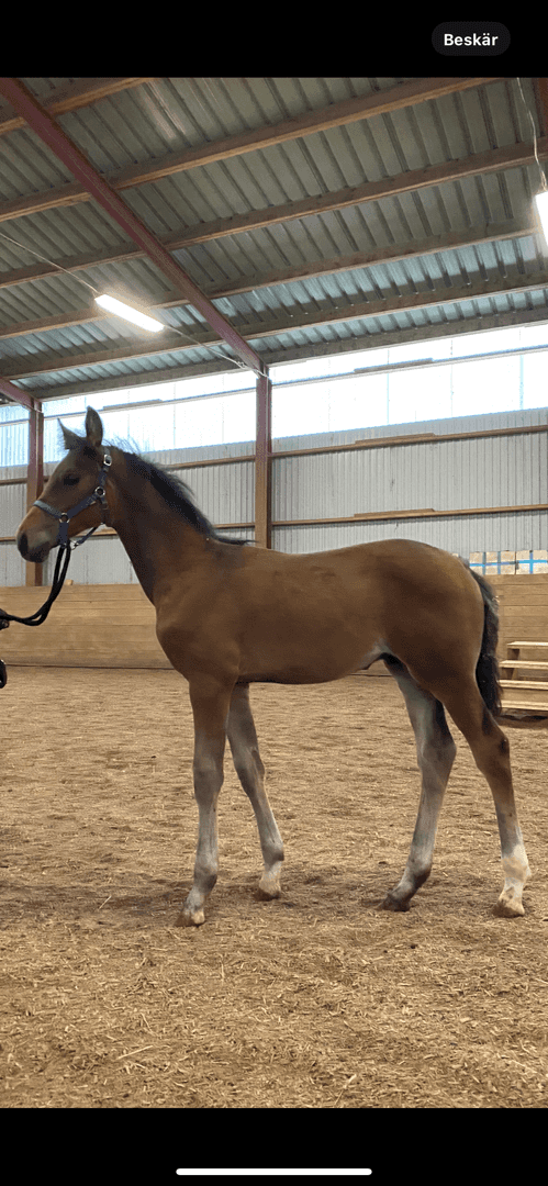 Bild av Din nästa dressyrhäst