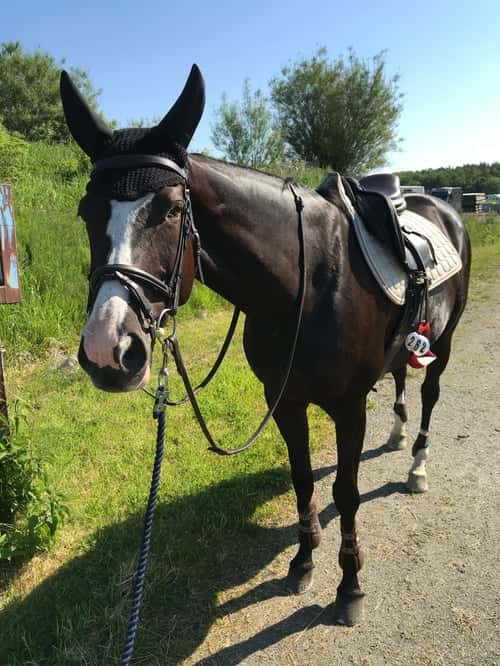 Bild av Mandela – sto född 2011, till salu som hobby/projekt-/avelshäst