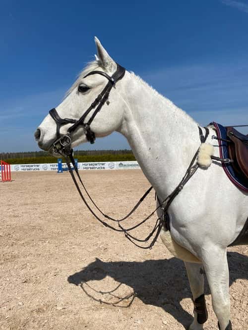 Bild av Otrolig connemara för de större klasserna!⭐️