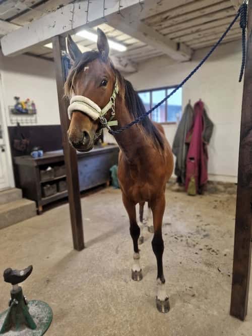 Bild av Prepartbreed 