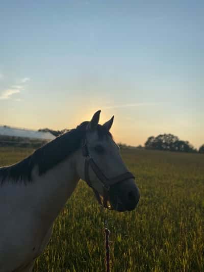 Inlägg 19 av Connemara med titeln 🫶🏻Freddy🫶🏻