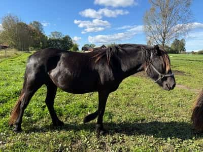 Inlägg 13 av Avel med titeln Porträtt