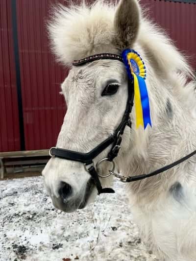 Inlägg 43 av Island med titeln 🥇 🥈