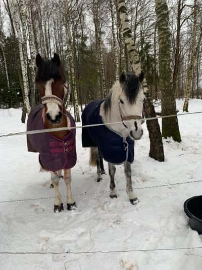 Inlägg 1 av Showridning med titeln Snöig dag 