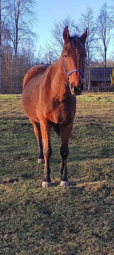 Inlägg 22 av Sportkörning med titeln Solar
