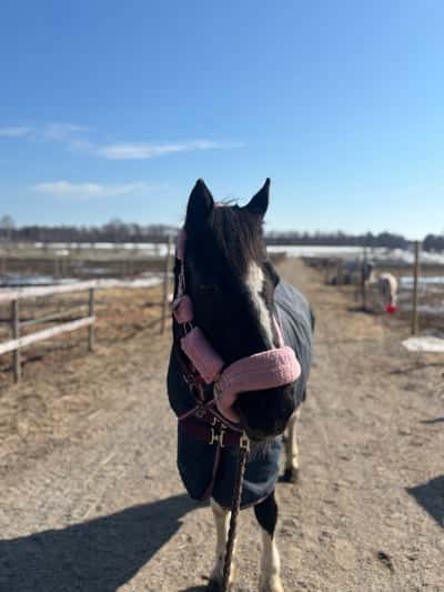Inlägg 15 av Irländsk Sporthäst med titeln Älskade Fancy!❤️