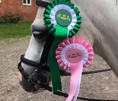 Post 396 of Show jumping with title P&j i Laxå❤️