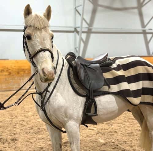 Bild av Superkul ponny för dig som vill ut på tävlingsbanan