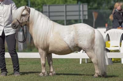 Inlägg 16 av Trickridning med titeln Utställning 2022