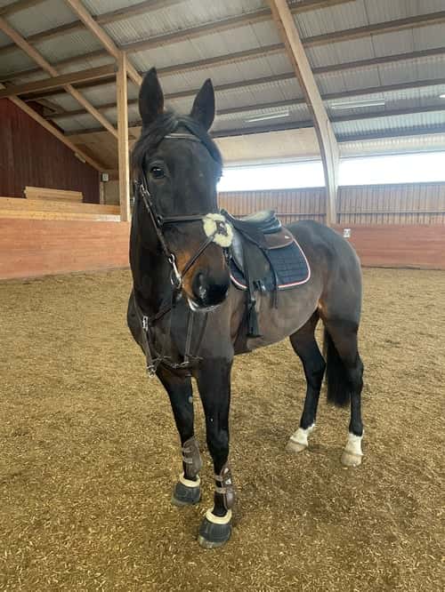 Bild av Ridtravare med hög potential 