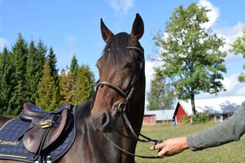 Bild av Gullis Elvis