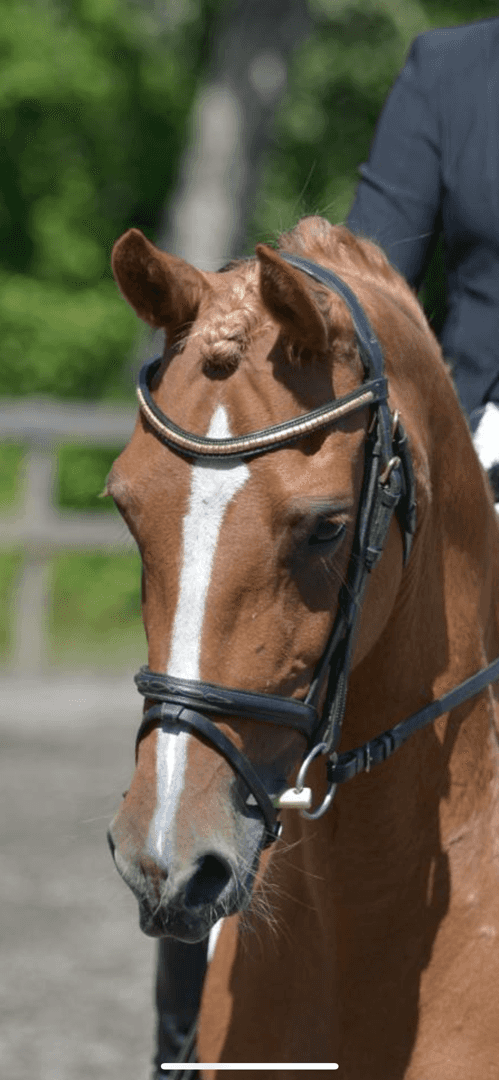 Bild av FEI ponny för framtiden!🌟