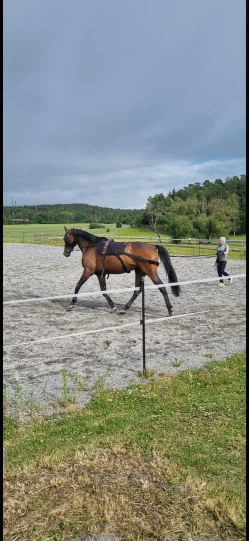 Bild av Grön 7 åring söker nytt kärleksfullt hem 