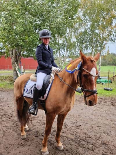 Post 475 of Show jumping