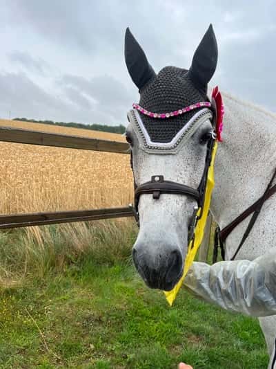 Post 186 of Show jumping with title 🤍Viaplay cupen 2023🤍