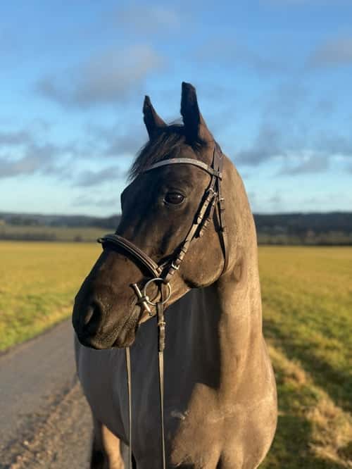 Bild av Snäll och välriden d-ponny