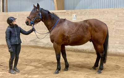 Post 15 of Warmblood Trotter with title Amaru 