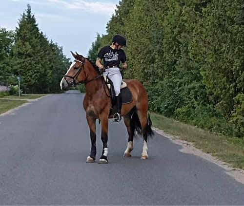 Bild av Snällt sto - även inkörd 🌟