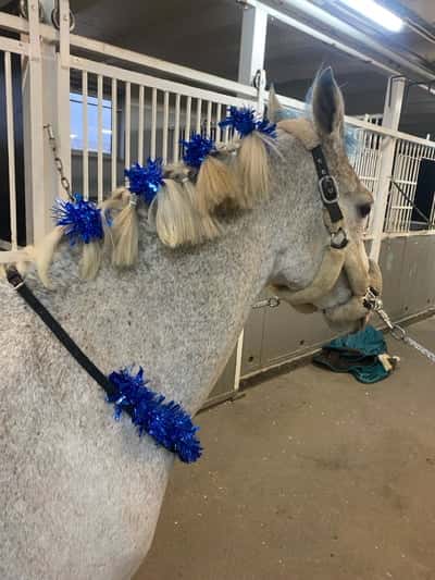 Inlägg 6 av Galopp med titeln Ponnygalopp ❤️