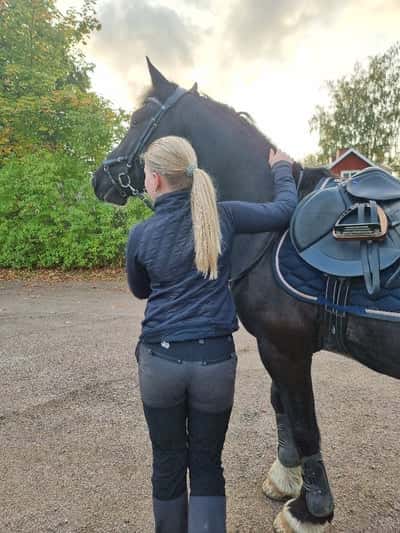 Post 23 of Working Equitation with title Idde-pidde💘