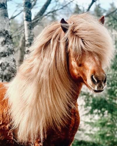 Inlägg 8 av Islandshäst med titeln good hairday💁🏼‍♀️🙈